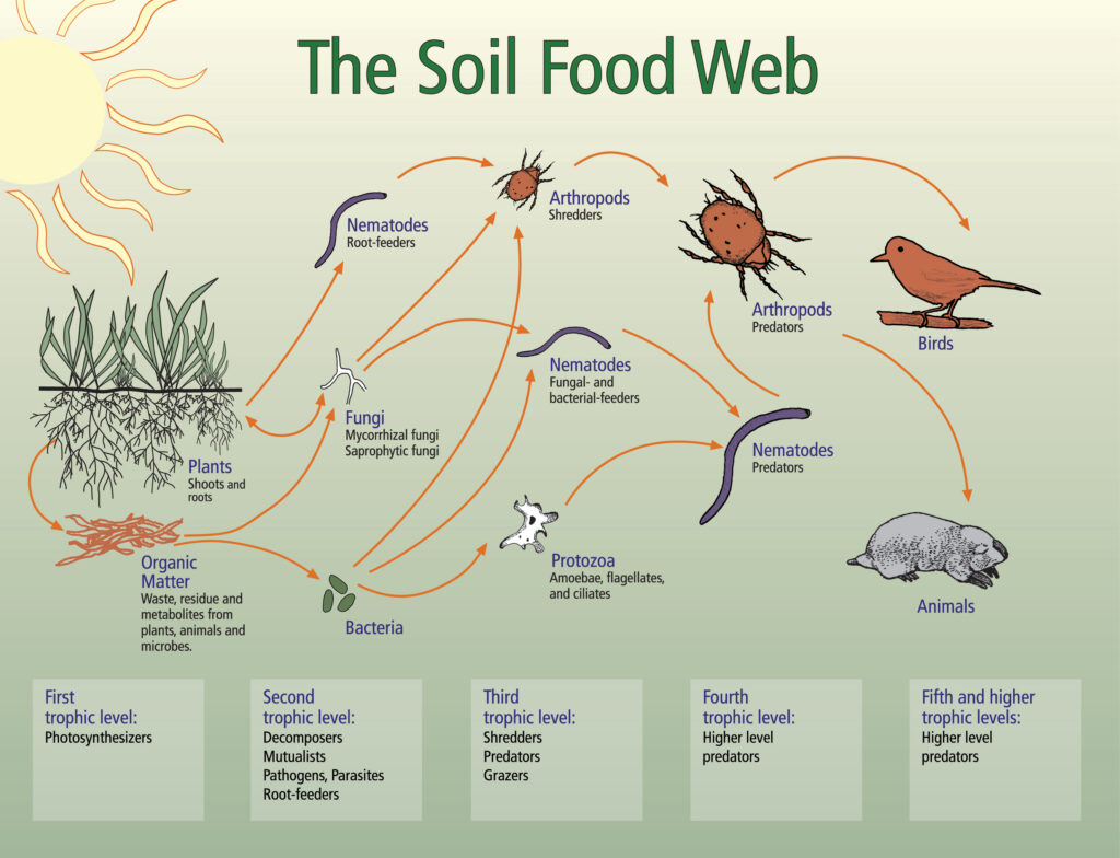 Soil food web trophic levels