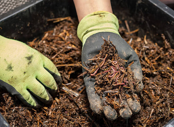 Vermicompost